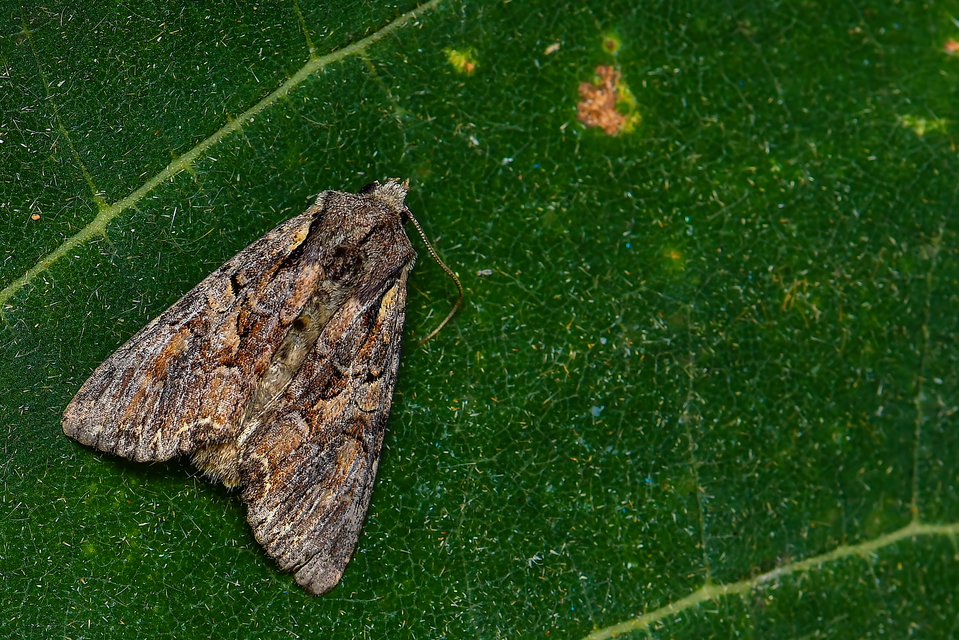 Lacanobia thalassina - borbolya-kertibagoly