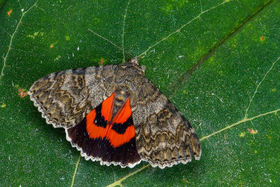 Catocala nupta - piros övesbagoly