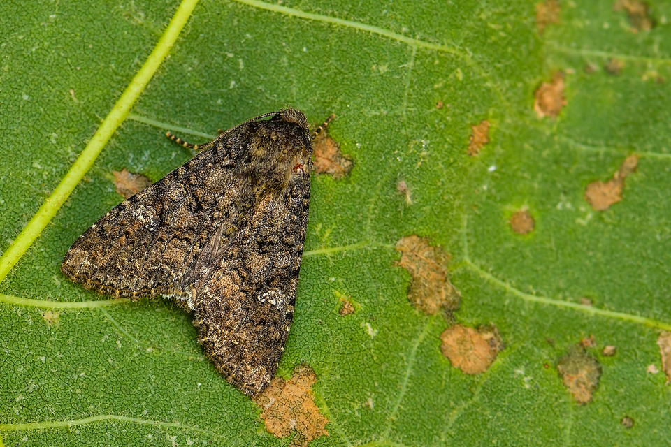 Mamestra brassicae - káposztabagoly