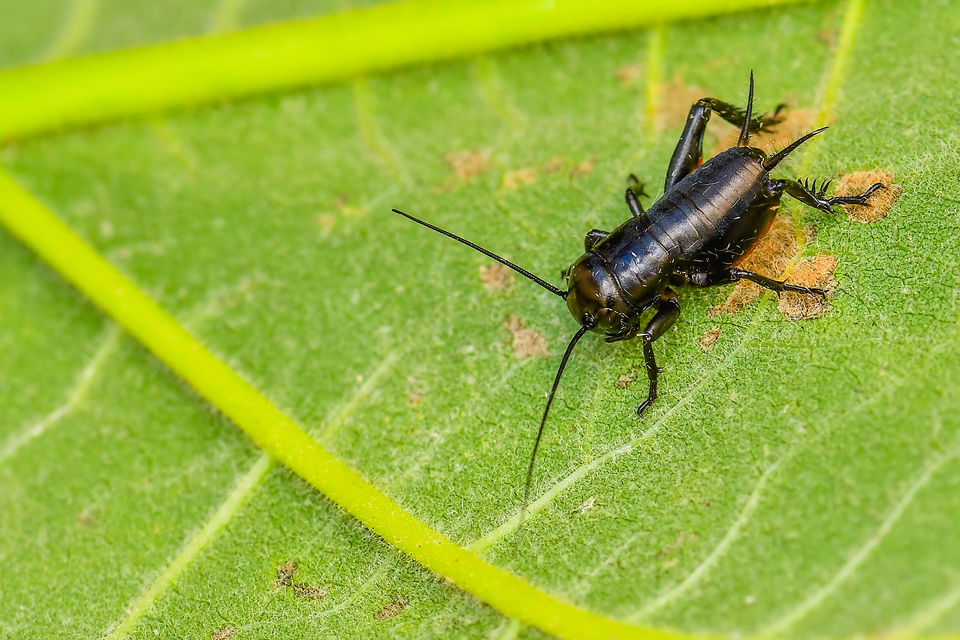 Gryllus campestris - mezei tücsök