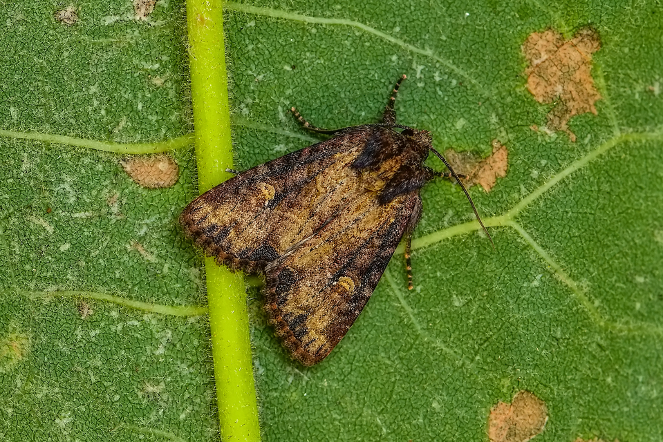 Mesapamea secalella/secalis