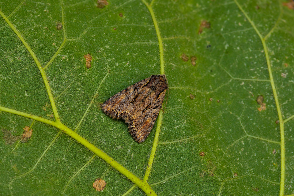 Lacanobia thalassina - borbolya-kertibagoly