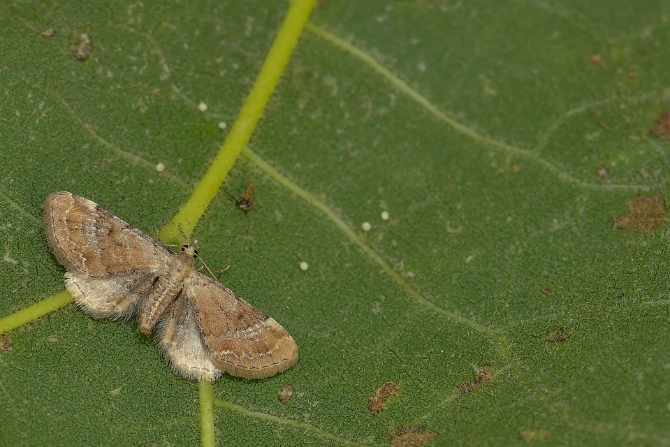 kerekszárnyú törpearaszoló - Eupithecia simpliciata
