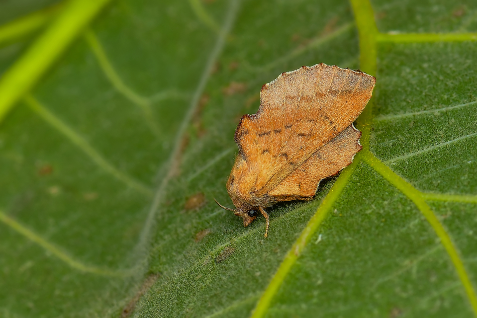 Phyllodesma tremulifolia - nyárlevélpohók