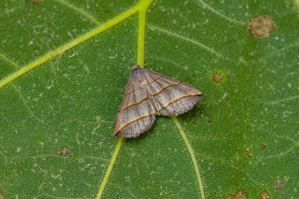 Colobochyla salicalis - háromsávos törpebagoly