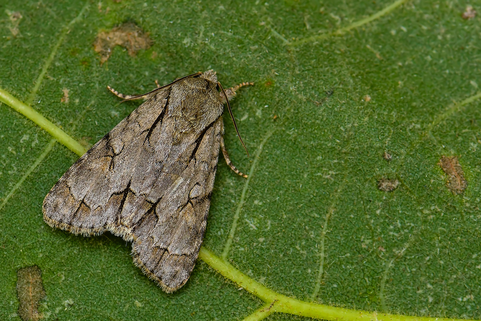 Acronicta cuspis/tridens/psi