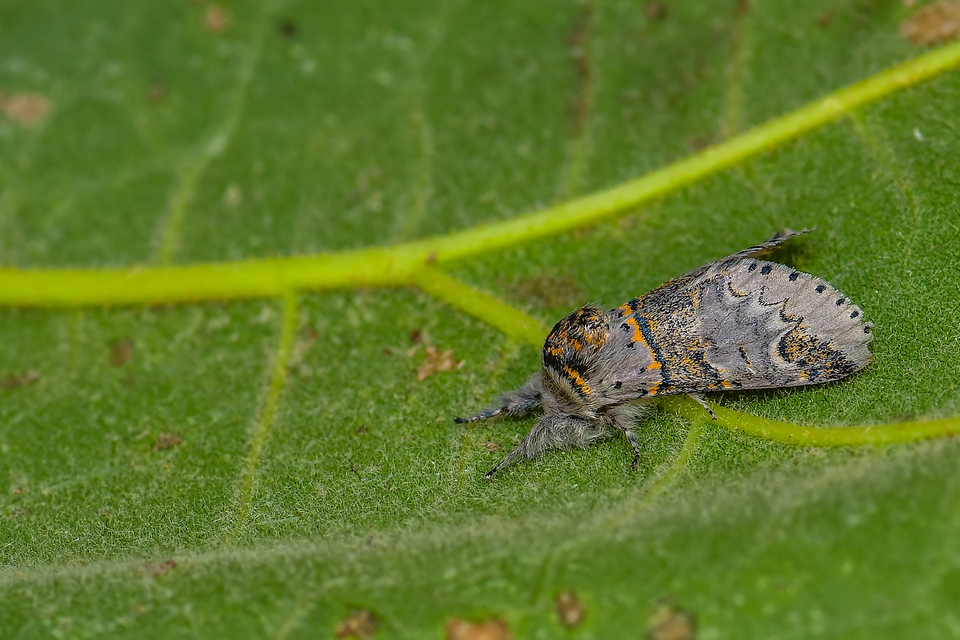 Furcula bifida - kis púposszövő
