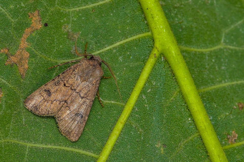 Agrotis segetum - vetési földibagoly