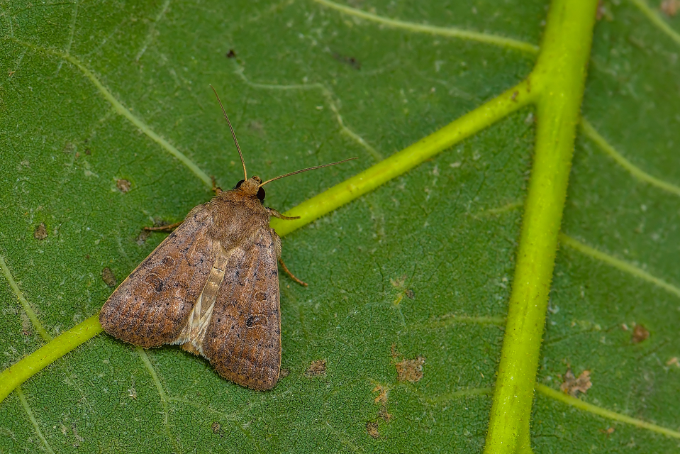 Hoplodrina