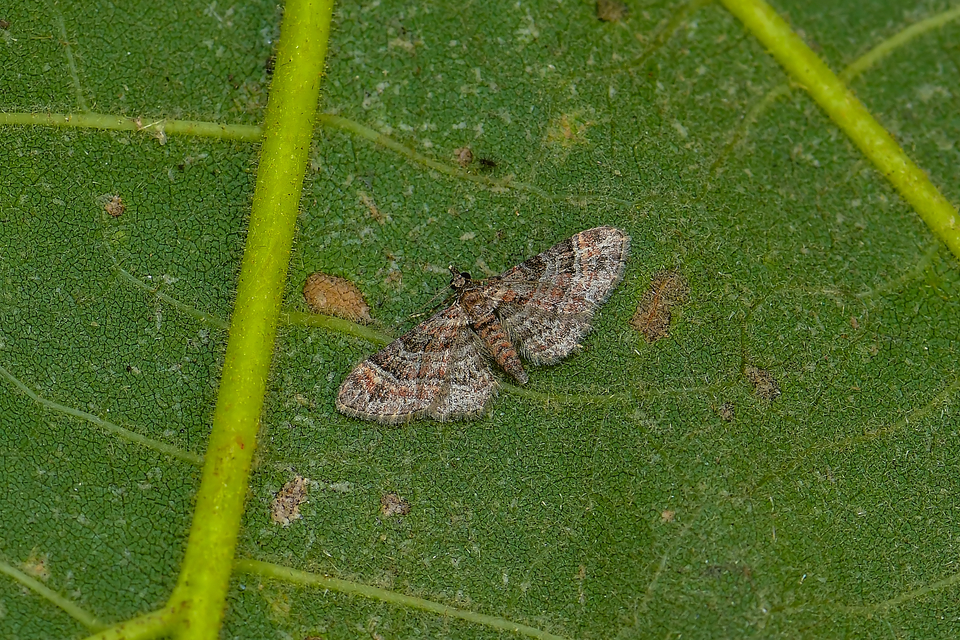 Gymnoscelis rufifasciata - vöröscsíkos törpearaszoló