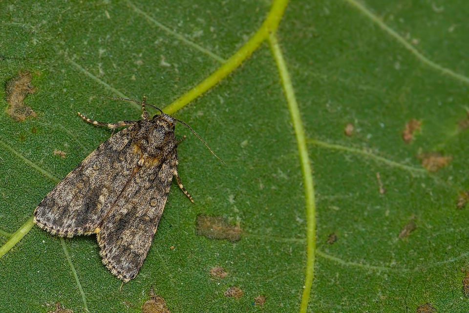 Acronicta rumicis - sóska-szigonyosbagoly