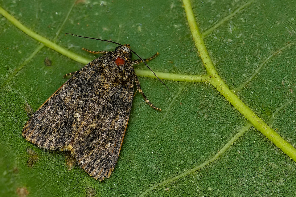 Acronicta rumicis - sóska-szigonyosbagoly