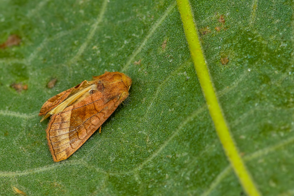 csillogó acsalapubagoly - Hydraecia micacea