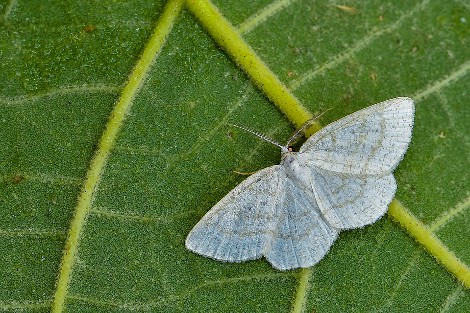 Cabera exanthemata - pettyes égeraraszoló