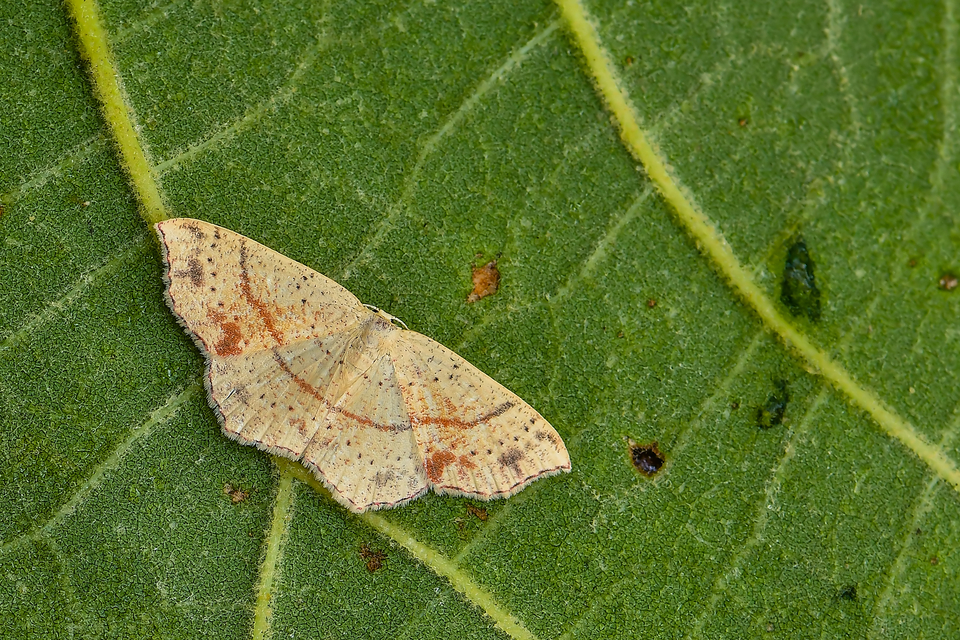 sávos pettyesaraszoló - Cyclophora punctaria