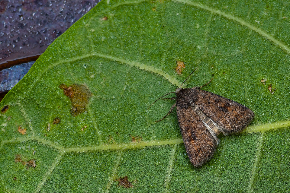 szulák-selymesbagoly - Caradrina morpheus