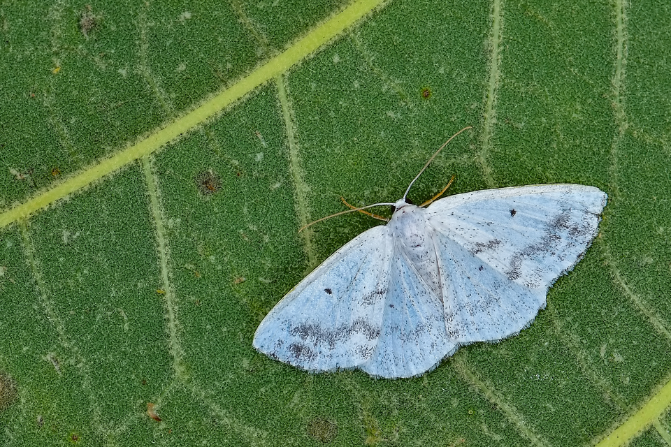 Lomographa temerata - foltos fehéraraszoló