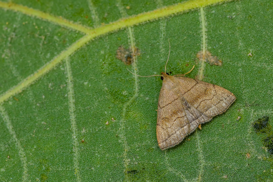 Herminia tarsicrinalis - szőröslábú karcsúbagoly