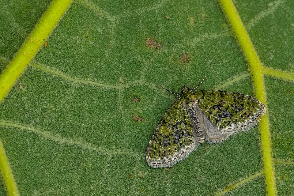 feketezöld araszoló - Acasis viretata