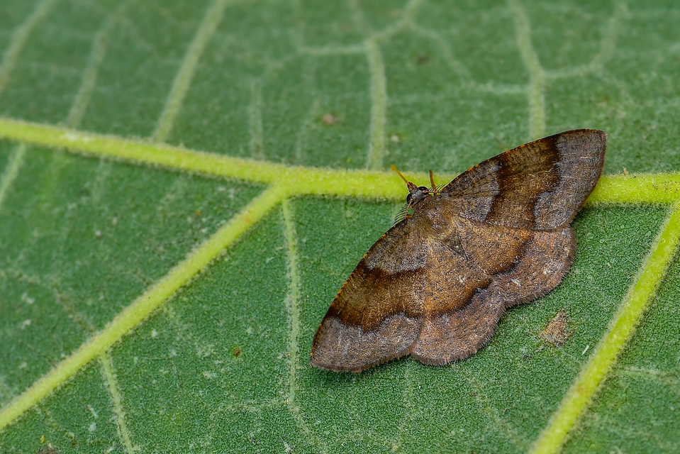 Plagodis pulveraria - szemcsés araszoló