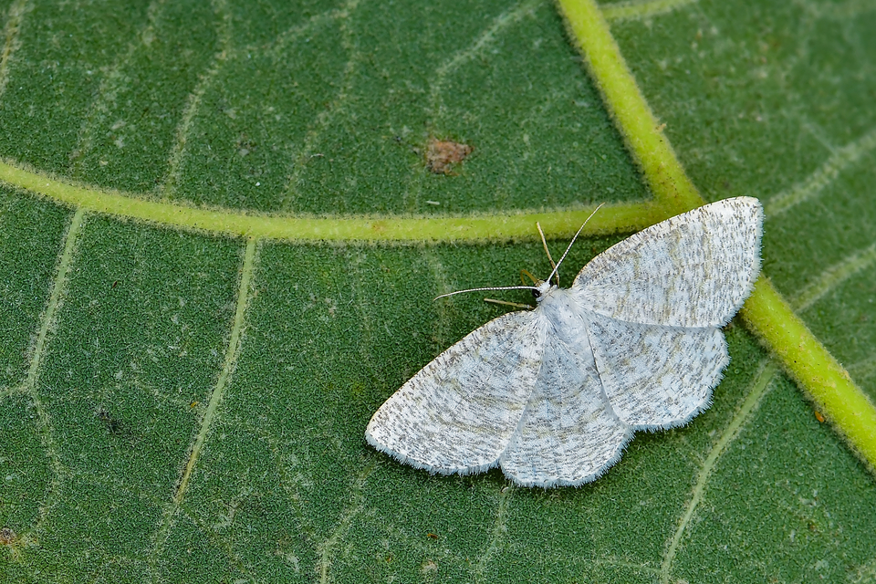 Cabera exanthemata - pettyes égeraraszoló