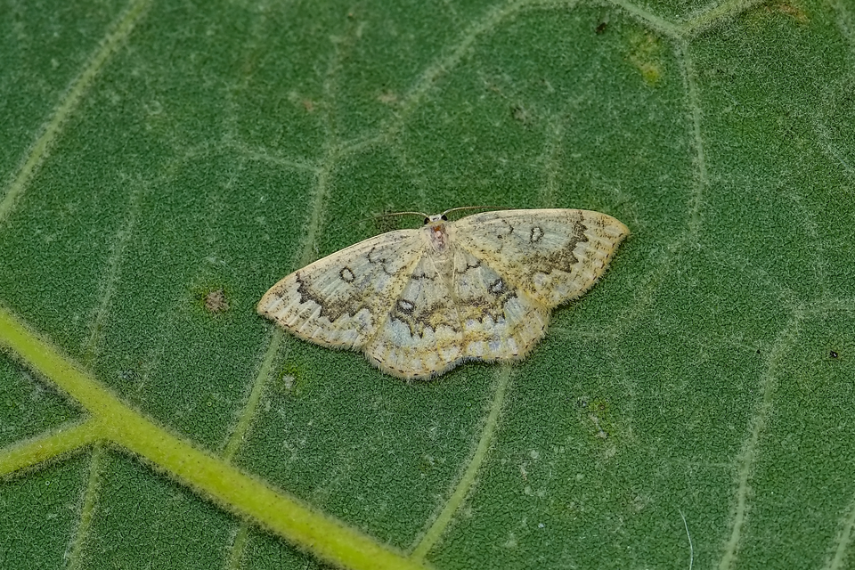 Cyclophora annularia - gyűrűs pettyesaraszoló