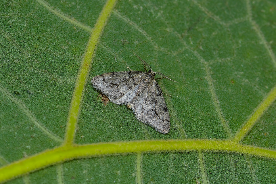 Tephronia sepiaria/Eumannia lepraria