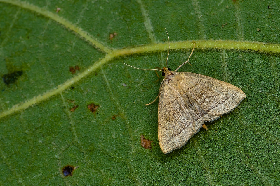 Herminia tarsicrinalis - szőröslábú karcsúbagoly