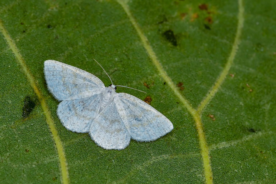 Cabera exanthemata - pettyes égeraraszoló