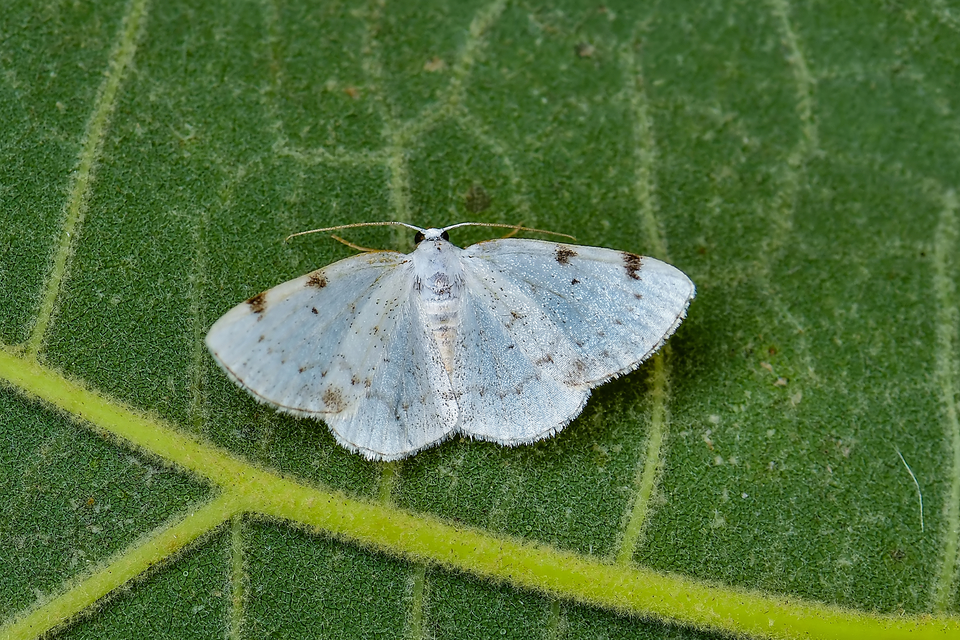 Lomographa bimaculata - kétpontos fehéraraszoló