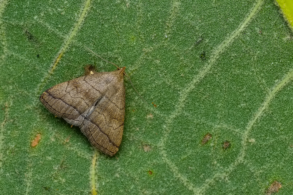 Herminia tarsicrinalis - szőröslábú karcsúbagoly