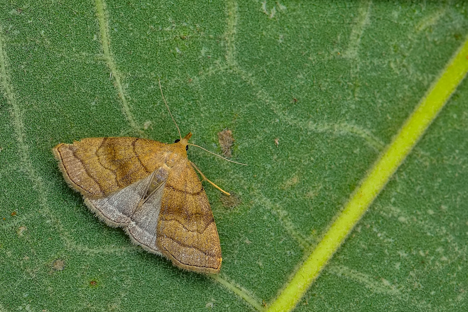 Herminia tarsicrinalis - szőröslábú karcsúbagoly