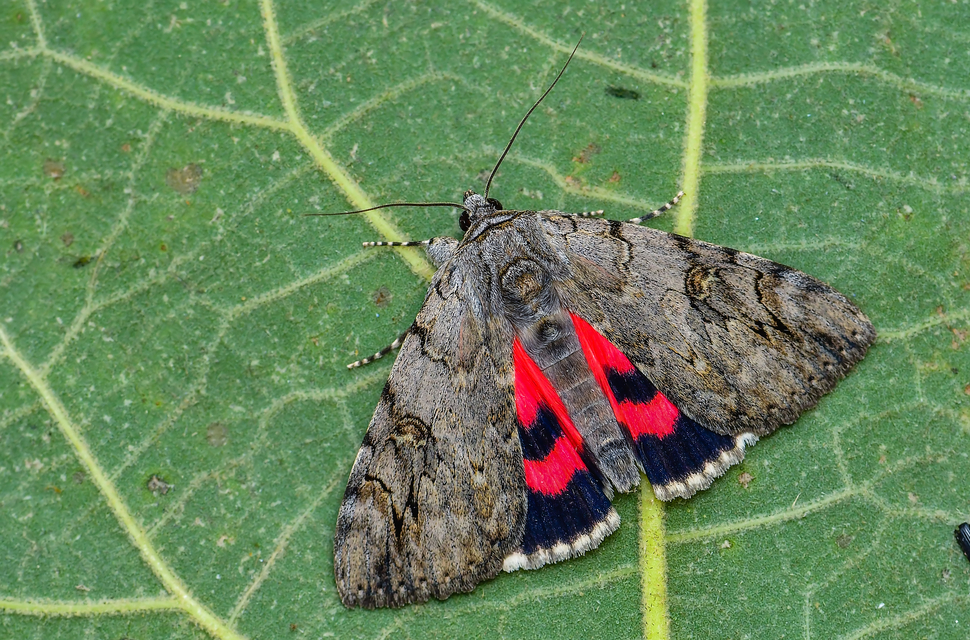fűzfa-övesbagoly - Catocala electa