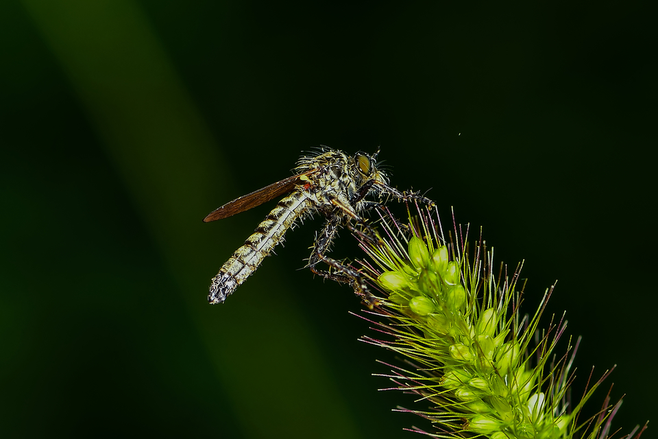 Asilinae