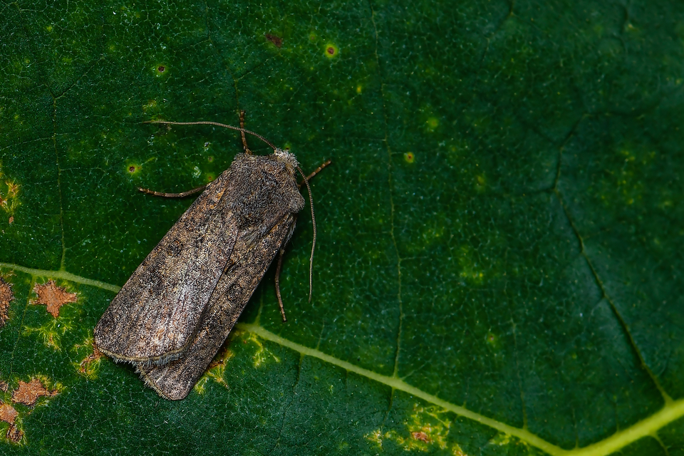 Agrotis segetum - vetési földibagoly