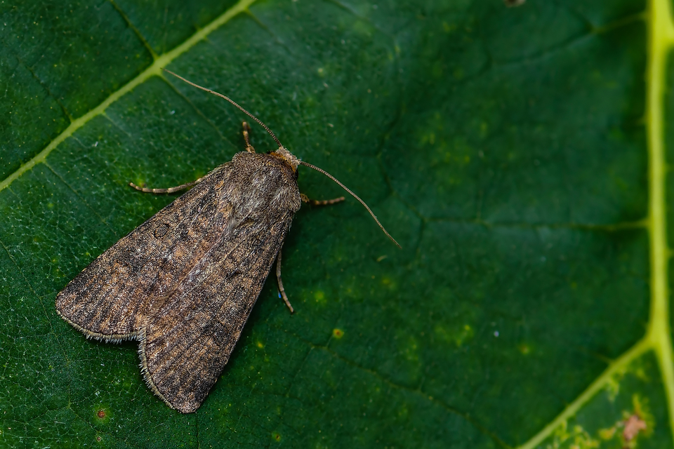 Agrotis segetum - vetési földibagoly