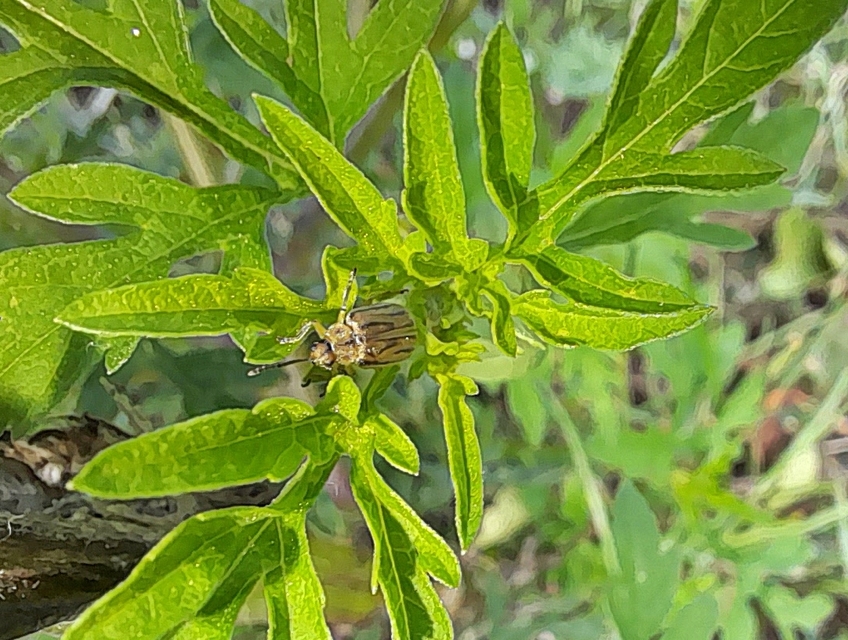 Ophraella communa - parlagfű-olajosbogár