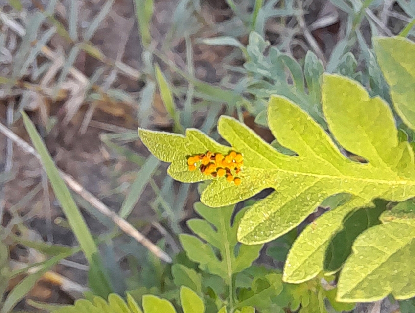 Ophraella communa - parlagfű-olajosbogár
