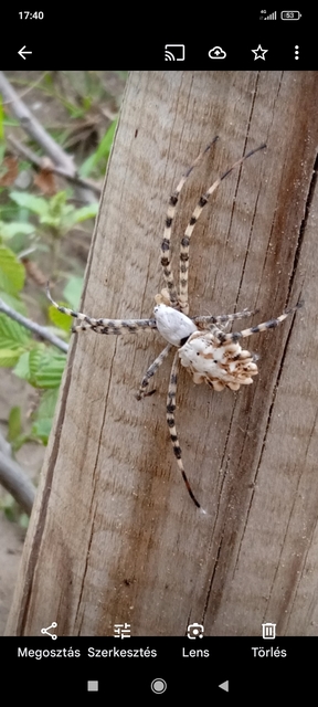 Argiope lobata - karéjos keresztespók
