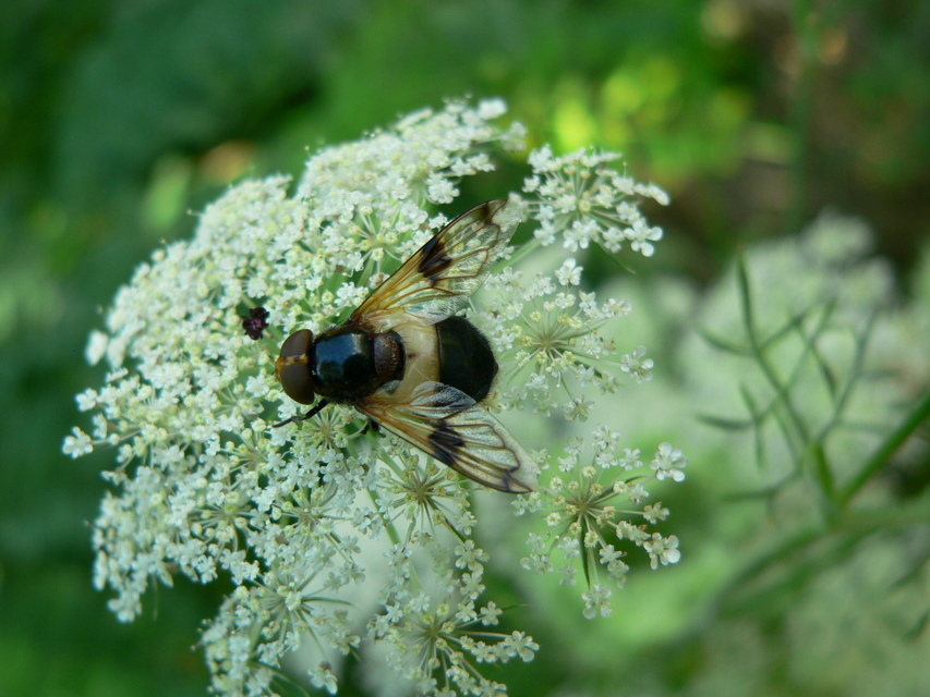 Volucella pellucens - üvegpotrohú pihelégy