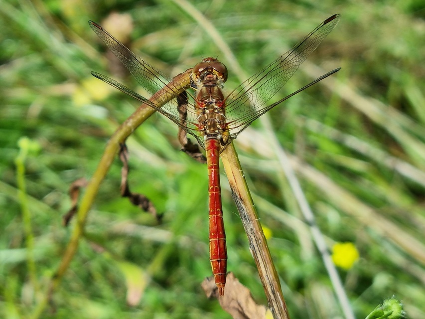 Sympetrum meridionale - fakó katona-szitakötő