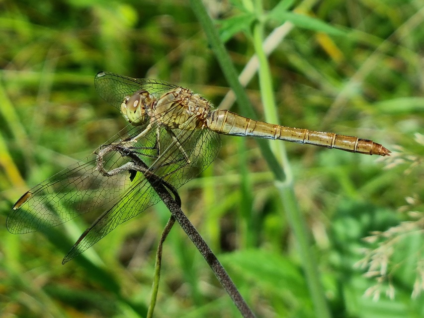 Sympetrum meridionale - fakó katona-szitakötő