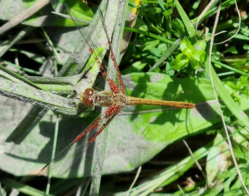 Sympetrum meridionale - fakó katona-szitakötő