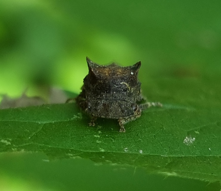 Ledra aurita - füleskabóca