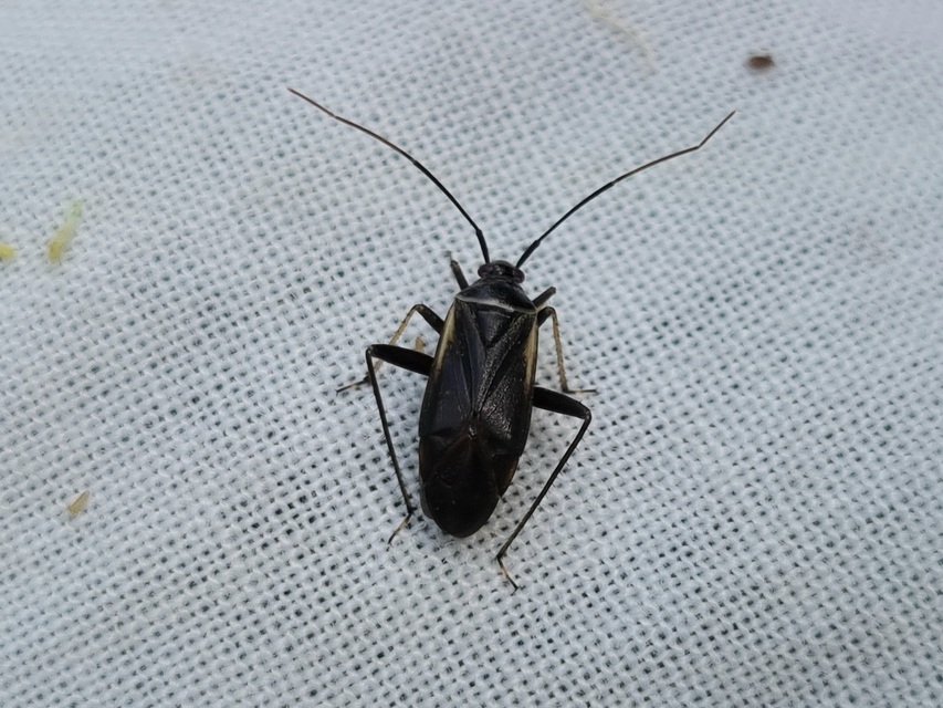Adelphocoris seticornis - szegélyes mezeipoloska