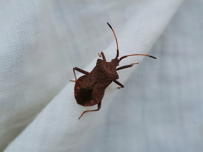 Coreus marginatus - közönséges karimáspoloska