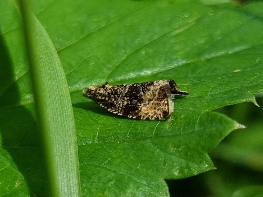 Celypha lacunana - vízparti tükrösmoly