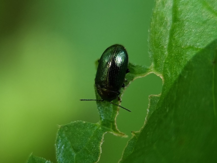 Phratora