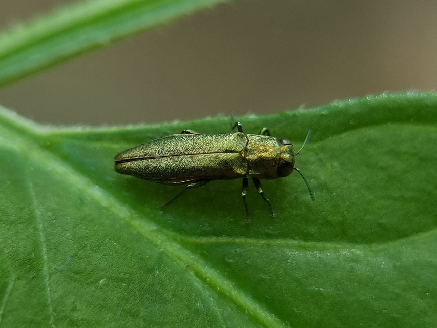 Agrilus