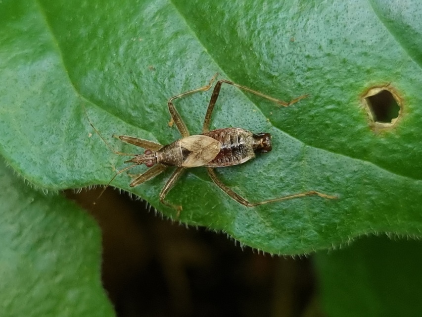 Himacerus